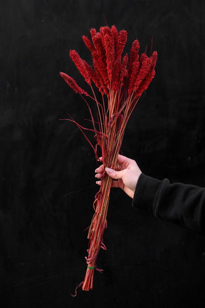 一个女人手里拿着酒红色的花，背景是黑色的图片下载