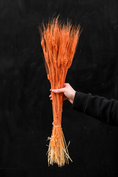 优雅精致的橙色花朵在一个温柔的女人的手在黑色的背景图片下载