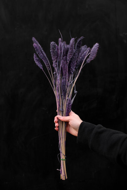 丁香薰衣草花在一个送礼物的女人在黑色的手图片下载