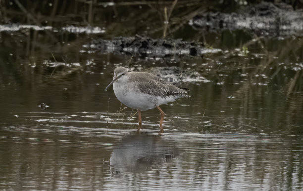 斑点红胫图片下载
