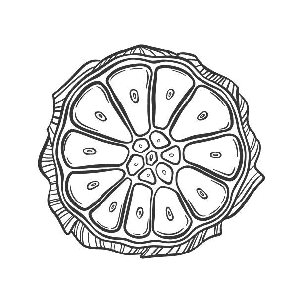 矢量轮廓插图大蒜球切成两半。一堆蒜瓣。芳香、辛辣的蔬菜，适合健康食品的烹调。俯视图大蒜。图片下载