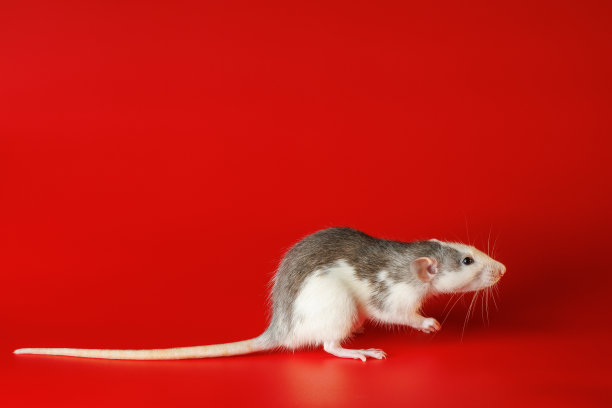 在红色背景上孤立的黑白老鼠。老鼠的特写肖像。这只啮齿动物用后腿站立。照片用于切割和书写图片下载