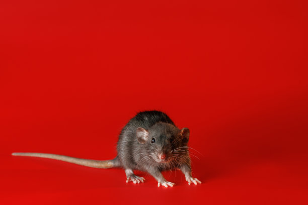 被隔离在红色背景上的老鼠。老鼠的特写肖像。这只啮齿动物用爪子站立。照片用于切割和书写图片下载