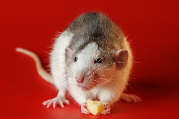被隔离在红色背景上的彩色老鼠。老鼠的特写肖像。一只啮齿动物用爪子夹着一块奶酪。照片用于切割和书写图片下载