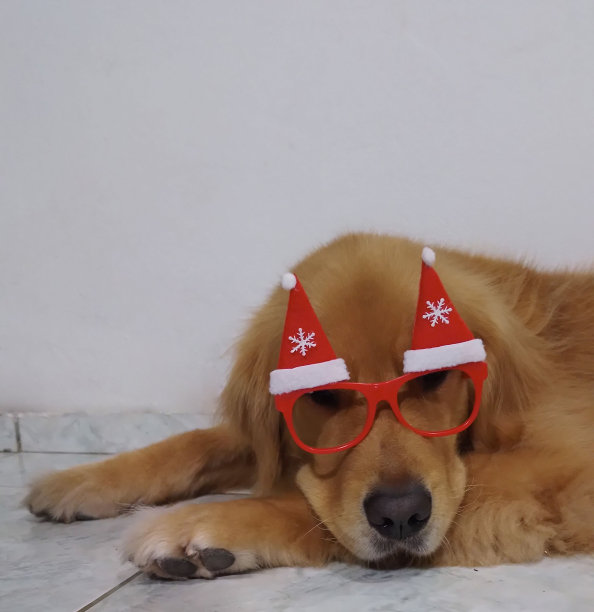 金毛猎犬躺着戴着圣诞装饰眼镜图片下载