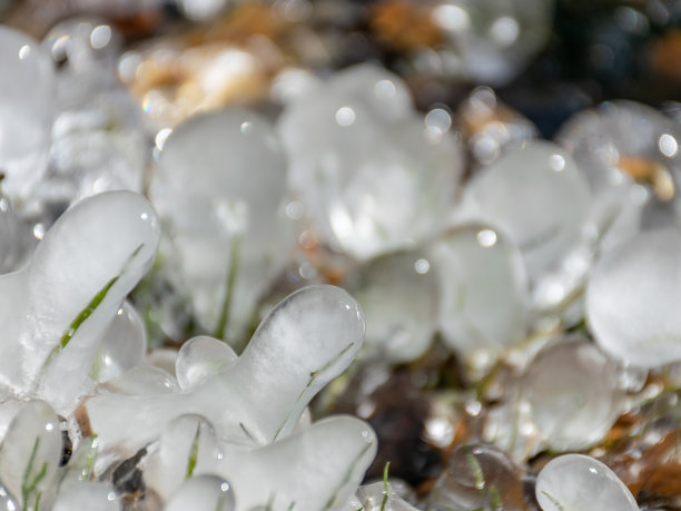 抽象的图片，冰块拥抱草和树根图片下载