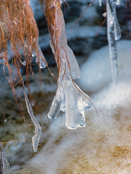 抽象的图片，冰块拥抱草和树根图片下载