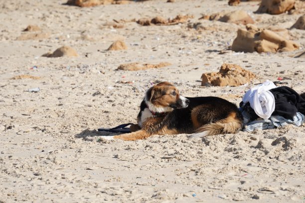 老狗在地板上放松地睡觉图片下载