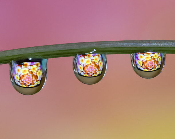 宏观的水滴滴在植物鹳与一张花里面的水滴的照片图片下载