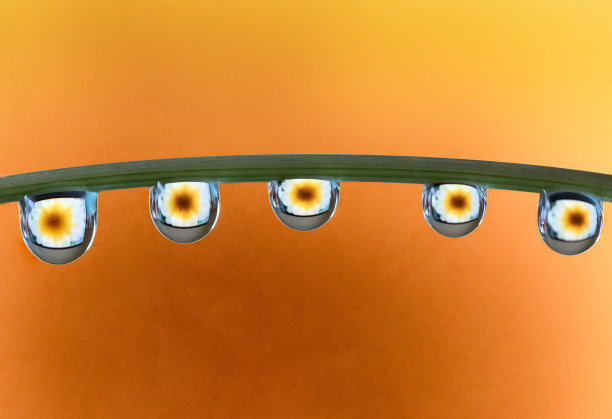 宏观的水滴滴在植物鹳与一张花里面的水滴的照片图片下载