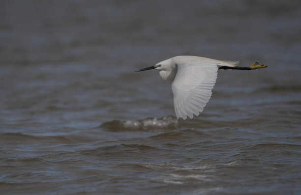 小白鹭在海里找鱼图片下载