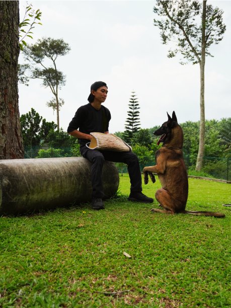 狗训练师张贴狗训练股票照片图片下载