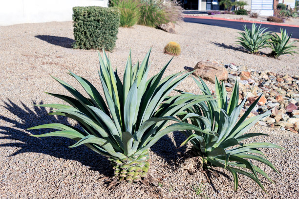 亚利桑那州冬天的城市街道图片下载