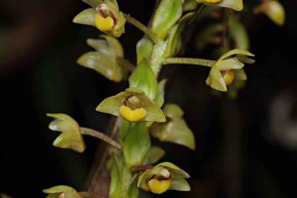独特的兰花黄色花序的特写照片图片下载