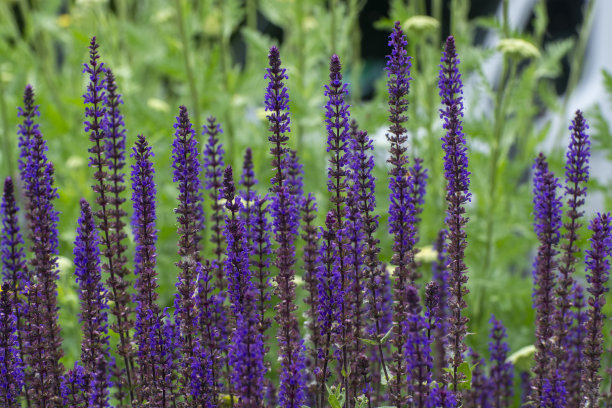 公园里盛开的薰衣草。照片开花紫色花朵图片下载