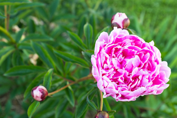 粉红色的牡丹花盛开。明亮的牡丹花蕾海报，日历，邮政，屏幕保护程序，壁纸，明信片，横幅，封面，网站，复制空间为您的设计或文字。高质量照片图片下载