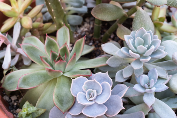 多肉蔷薇，俯视图。组成彩色多肉植物的海报，日历，邮政，屏幕保护程序，壁纸，明信片，横幅，封面，网站。高质量照片图片下载