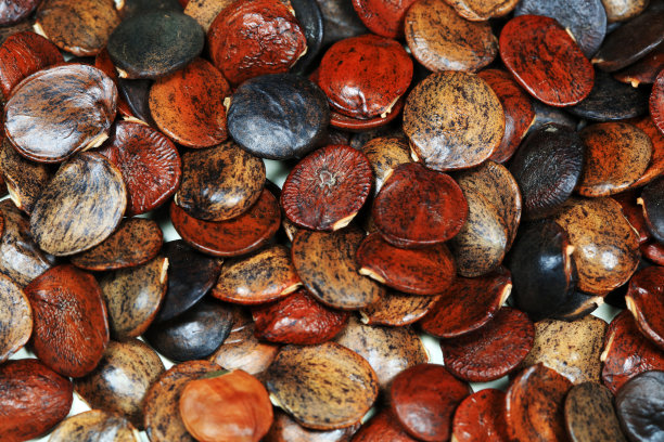 豆科植物紫藤种子的特写照片图片下载