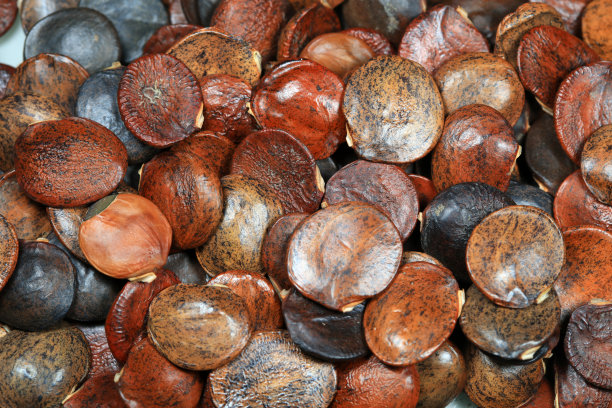 豆科植物紫藤种子的特写照片图片下载