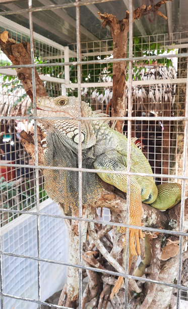 笼中的鬣蜥。生活在中美洲、南美洲和加勒比群岛热带地区的一种蜥蜴，属于鬣蜥科。图片下载