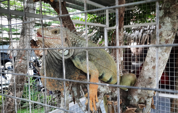 笼中的鬣蜥。生活在中美洲、南美洲和加勒比群岛热带地区的一种蜥蜴，属于鬣蜥科。图片下载