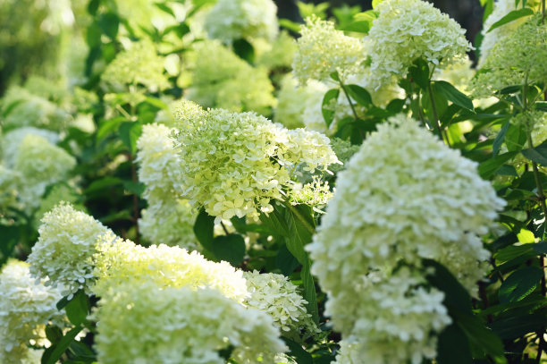 夏季小屋花园中盛开的白头绣球图片下载