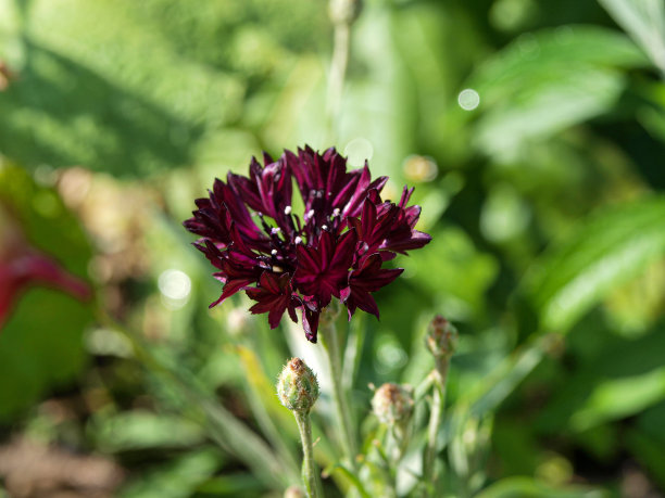 一朵血红色的康乃馨以绿色植物为背景，带有散景效果图片下载