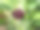 一朵血红色的康乃馨以绿色植物为背景，带有散景效果图片下载