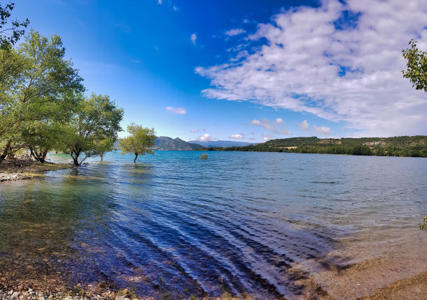 沙滩上的树，照片作为背景图片下载