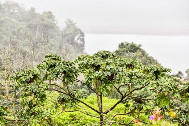 海边的树，照片作为背景图片下载
