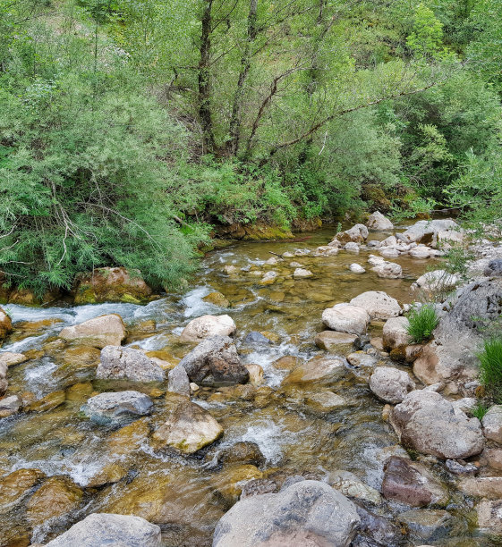 森林里的小溪，照片作为背景图片下载