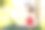 深棕色头发的女孩戴着白色耳机在公园的树下使用笔记本电脑图片下载