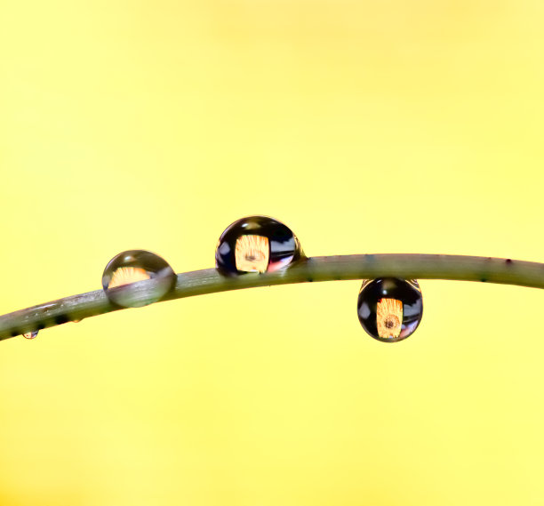 宏观的水滴滴在植物鹳与一张花里面的水滴的照片图片下载