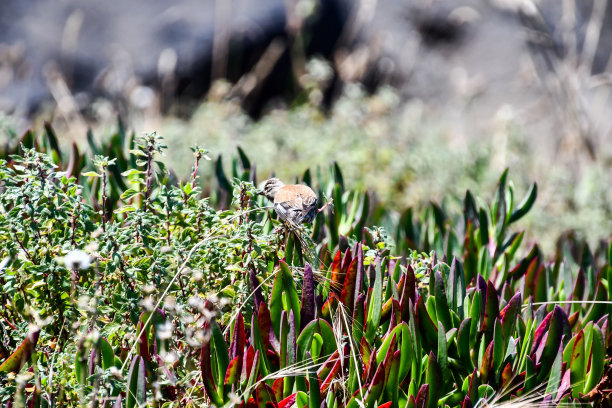 花园里的花，照片作为背景，在西班牙北部，加利西亚，西班牙，欧洲图片下载