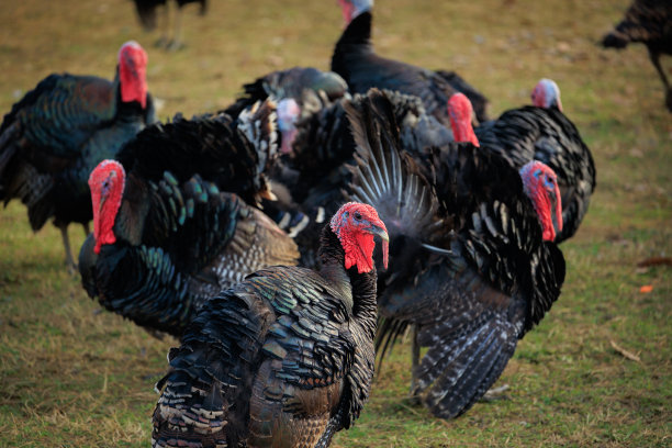田野里的一群火鸡鸟图片下载