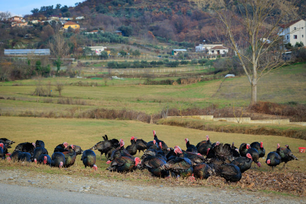 田野里的一群火鸡鸟图片下载