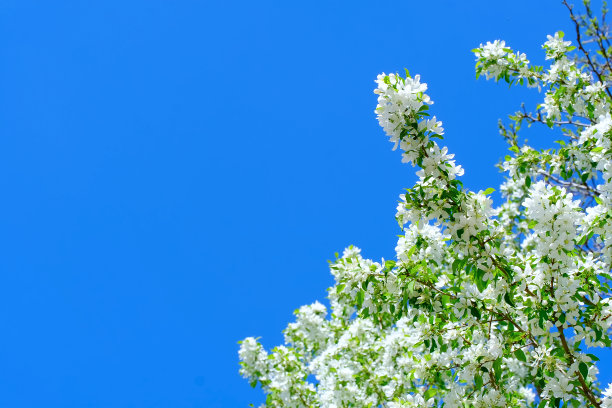 盛开的苹果树枝与白色的花朵在花园对明亮的蓝天春天的自然背景照片。使用复制空间设计模板。春暖花开季节园艺概念。图片下载