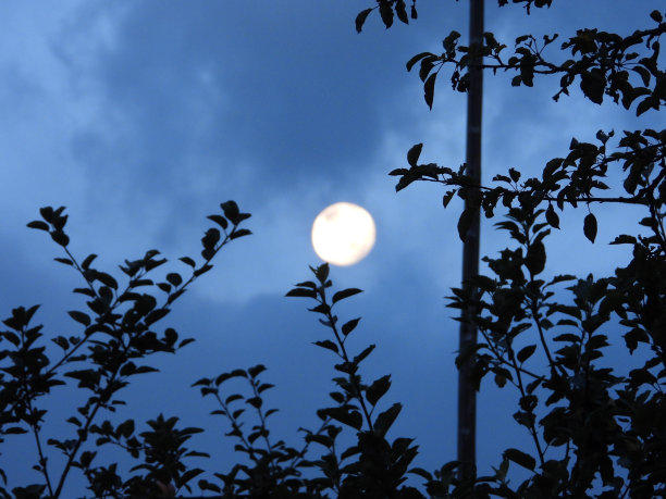 这张照片是用专业相机从地球上拍摄的月亮在云层中与森林相衬的照片图片下载