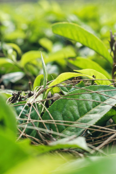 茶叶背景图片下载