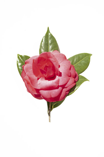 山茶花图片下载