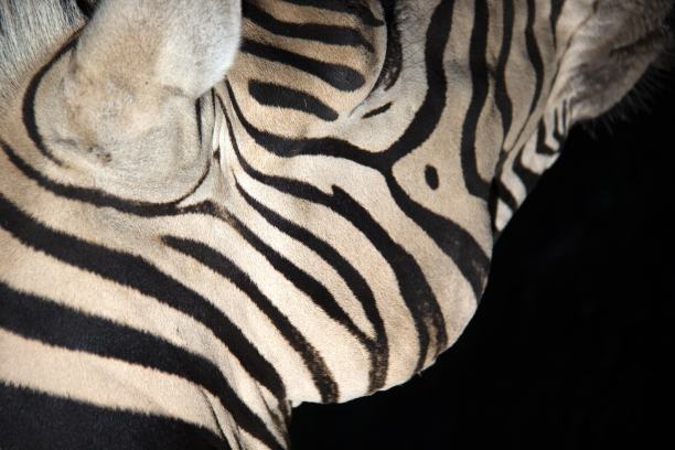 斑马下巴图片下载