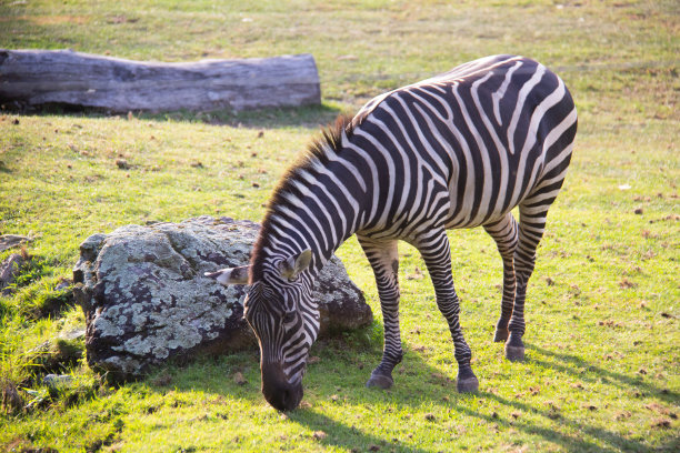 陆地上的斑马图片下载