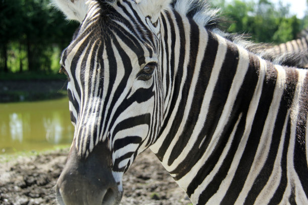 斑马的肖像图片下载