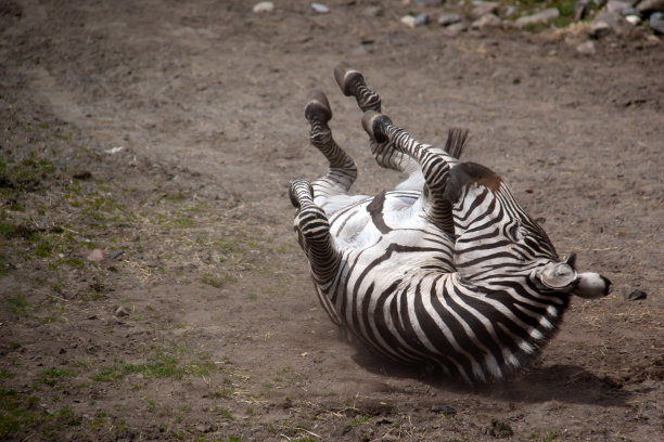 斑马在泥土中打滚图片下载