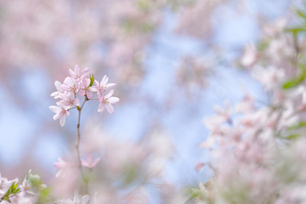 樱花图片下载