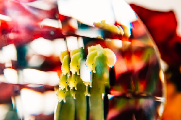 抽象的背景粉红色和红色的玻璃反射干郁金香花瓣和雌蕊的颜色。宏观的细节。花艺图片。邀请明信片背景。Photoart。不寻常的植物纹理图片下载