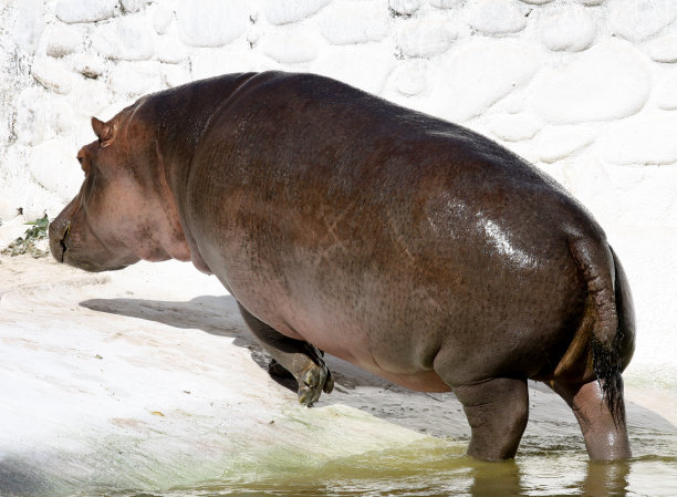 河马(两栖类河马)在动物园觅食:(图片来源:Sanjiv Shukla)图片下载