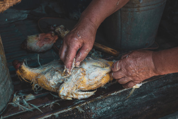 一位老妇人正在拔鸭子的羽毛。图片下载