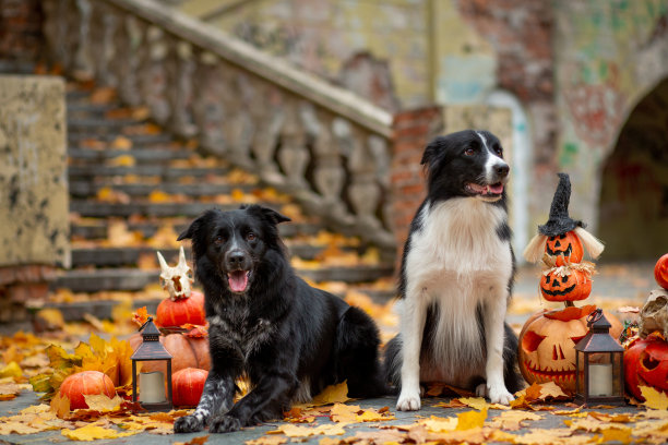 这是一对黑白相间的边境牧羊犬，它们穿着南瓜，以飘落的枫叶和公园里的旧楼梯为背景，为万圣节做装饰图片下载