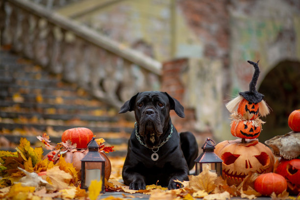 在一个秋天的公园里，一个古老的楼梯和黄色的枫叶映衬着万圣节装饰的南瓜图片下载